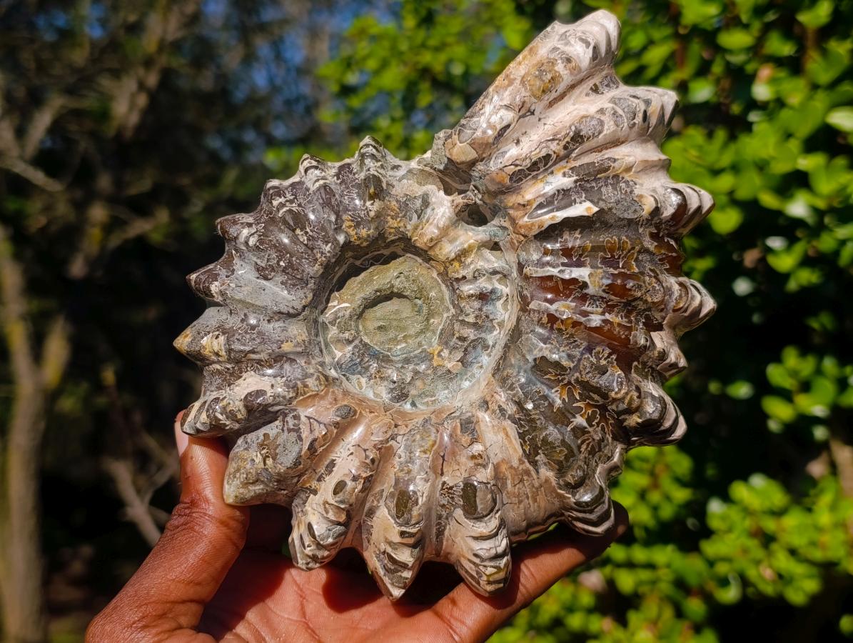 Polished Large Douvilleiceras Spiny Ammonite Fossil x 1 From Tulear, Madagascar