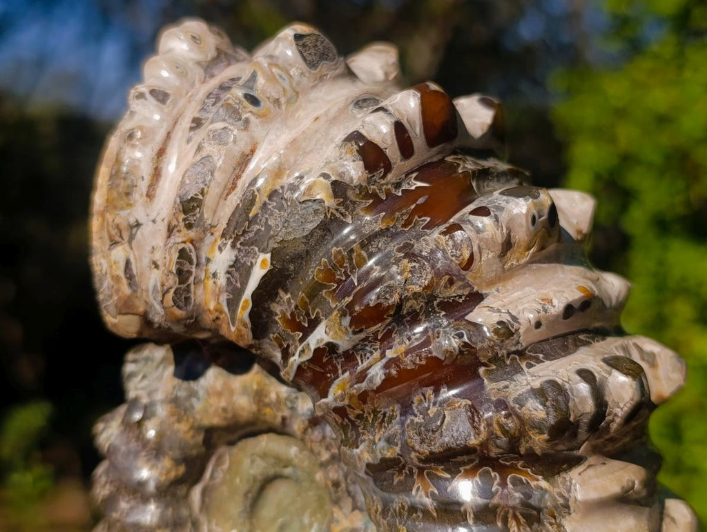 Polished Large Douvilleiceras Spiny Ammonite Fossil x 1 From Tulear, Madagascar