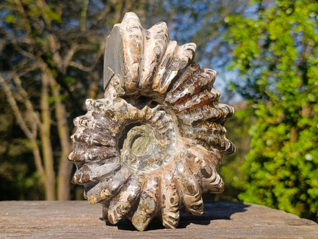 Polished Large Douvilleiceras Spiny Ammonite Fossil x 1 From Tulear, Madagascar