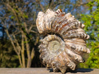 Polished Large Douvilleiceras Spiny Ammonite Fossil x 1 From Tulear, Madagascar