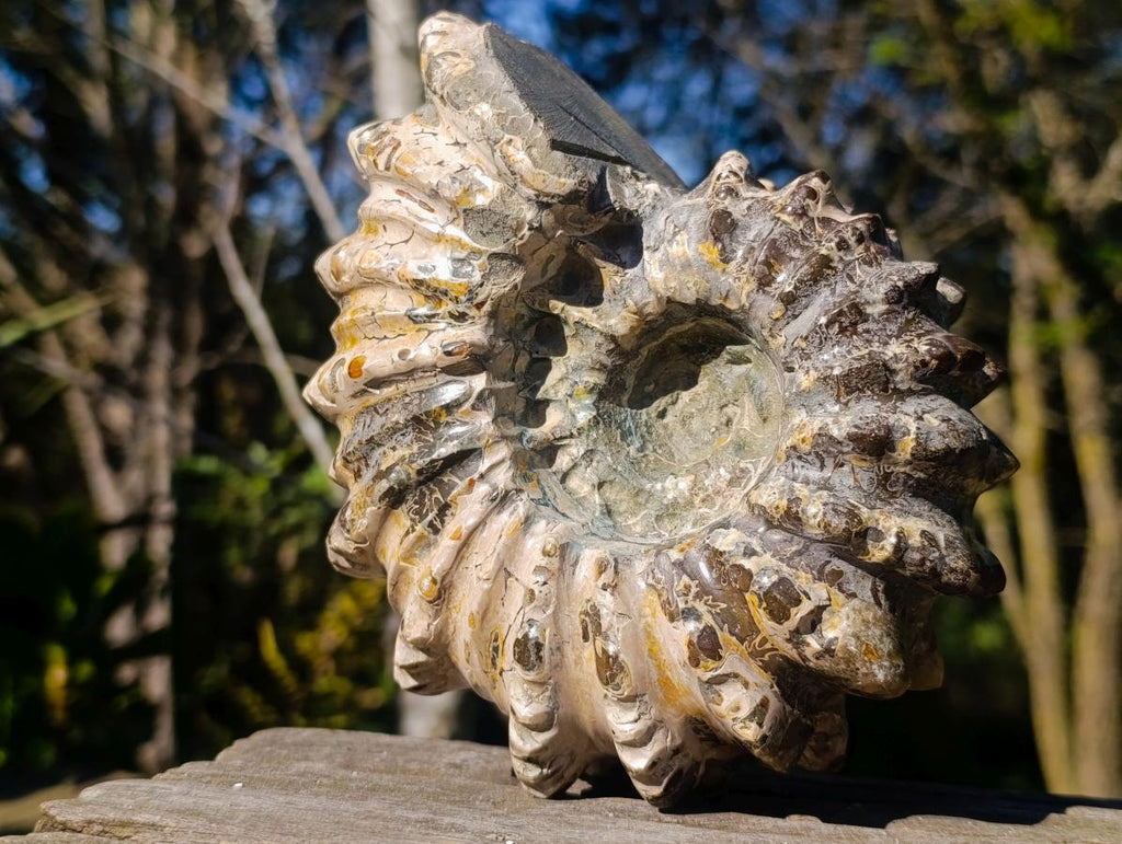 Polished Large Douvilleiceras Spiny Ammonite Fossil x 1 From Tulear, Madagascar