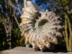 Polished Large Douvilleiceras Spiny Ammonite Fossil x 1 From Tulear, Madagascar