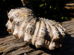 Polished Large Douvilleiceras Spiny Ammonite Fossil x 1 From Tulear, Madagascar