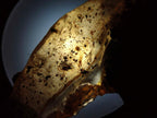 Natural Copal Amber with Inclusions x 1 From Nosy Varika Madagascar