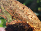 Natural Copal Amber with Inclusions x 1 From Nosy Varika Madagascar