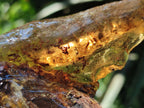 Natural Copal Amber with Inclusions x 1 From Nosy Varika Madagascar