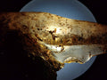 Natural Copal Amber with Inclusions x 1 From Nosy Varika Madagascar