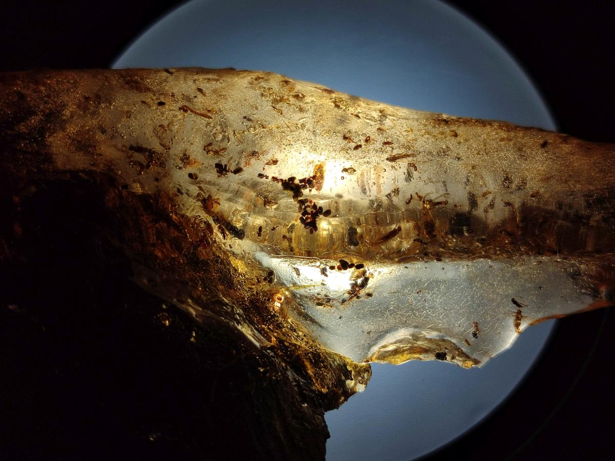 Natural Copal Amber with Inclusions x 1 From Nosy Varika Madagascar