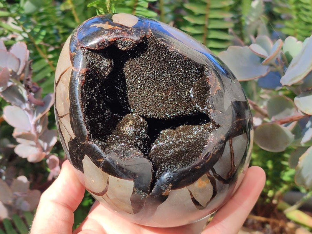 Polished Large Septerye Sauvage "Dragons Egg" x 1 From Mahajanga, Madagascar