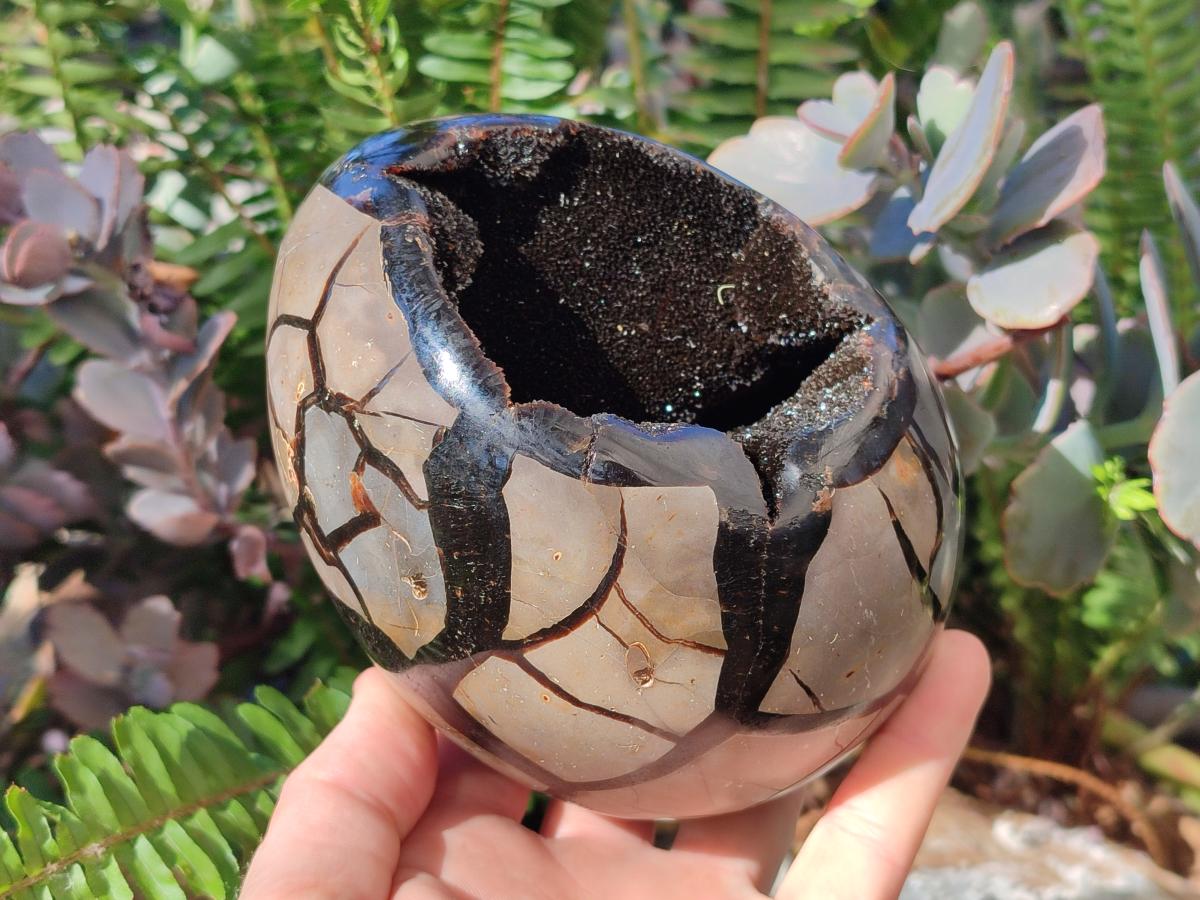 Polished Large Septerye Sauvage "Dragons Egg" x 1 From Mahajanga, Madagascar