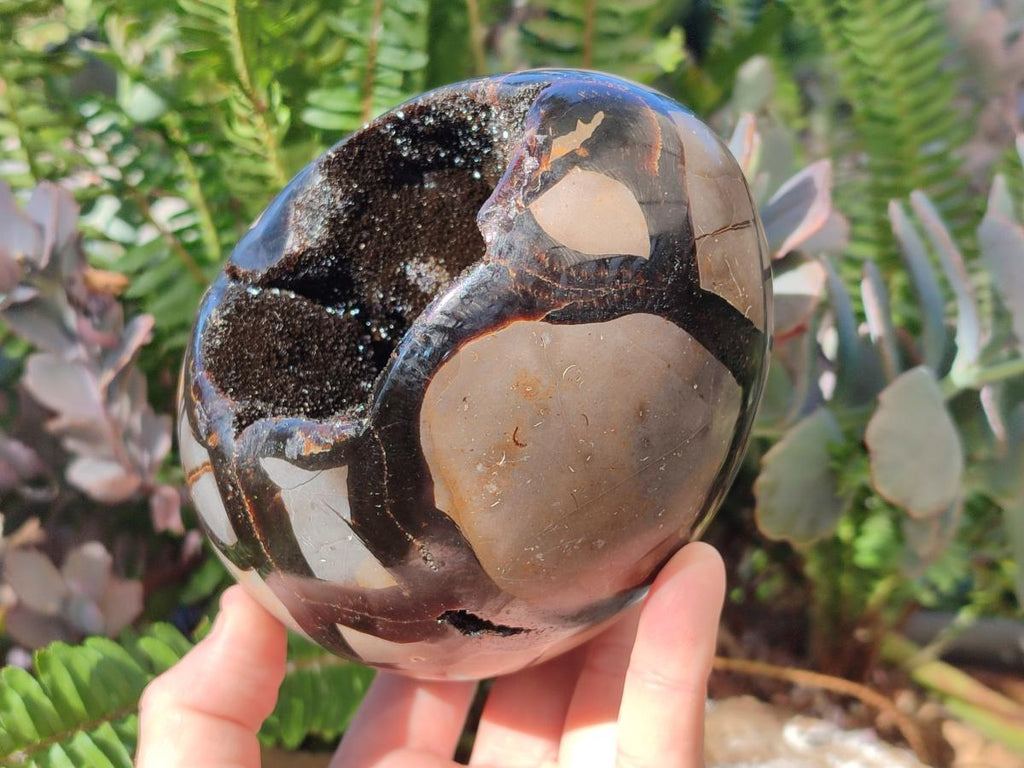 Polished Large Septerye Sauvage "Dragons Egg" x 1 From Mahajanga, Madagascar