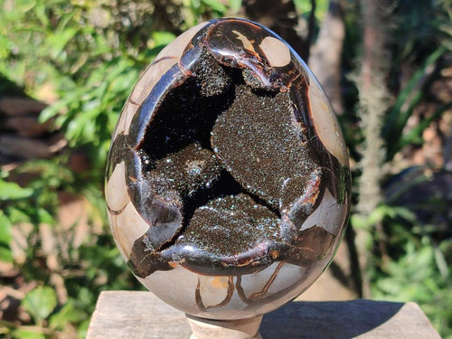 Polished Large Septerye Sauvage "Dragons Egg" x 1 From Mahajanga, Madagascar