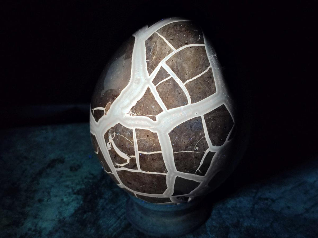 Polished Large Septerye Sauvage "Dragons Egg" x 1 From Mahajanga, Madagascar