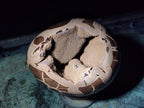 Polished Large Septerye Sauvage "Dragons Egg" x 1 From Mahajanga, Madagascar
