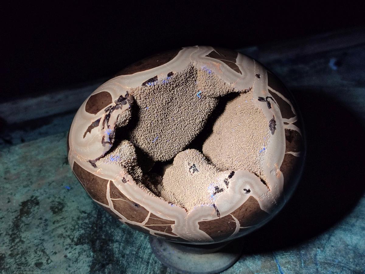 Polished Large Septerye Sauvage "Dragons Egg" x 1 From Mahajanga, Madagascar