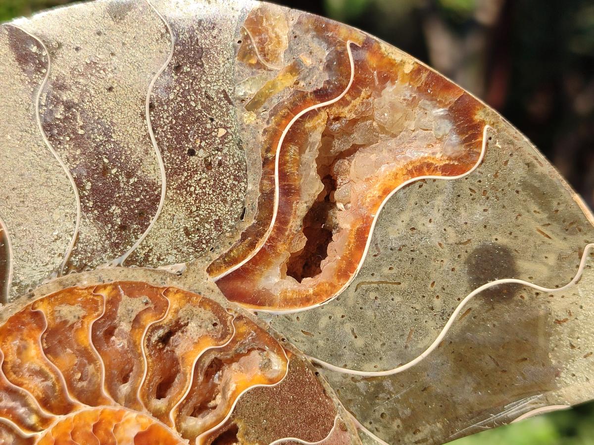 Polished Pair of Cleoniceras Ammonite Fossils with Amber Calcite Segmentation x 1 Pair From Tulear, Madagascar