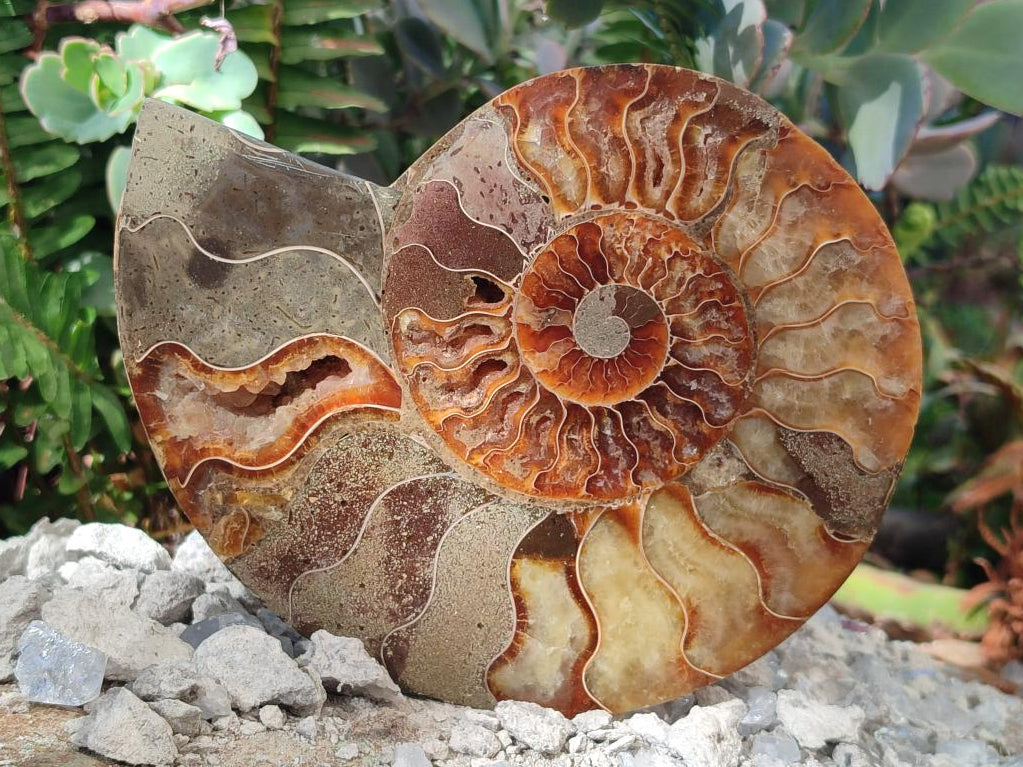 Polished Pair of Cleoniceras Ammonite Fossils with Amber Calcite Segmentation x 1 Pair From Tulear, Madagascar