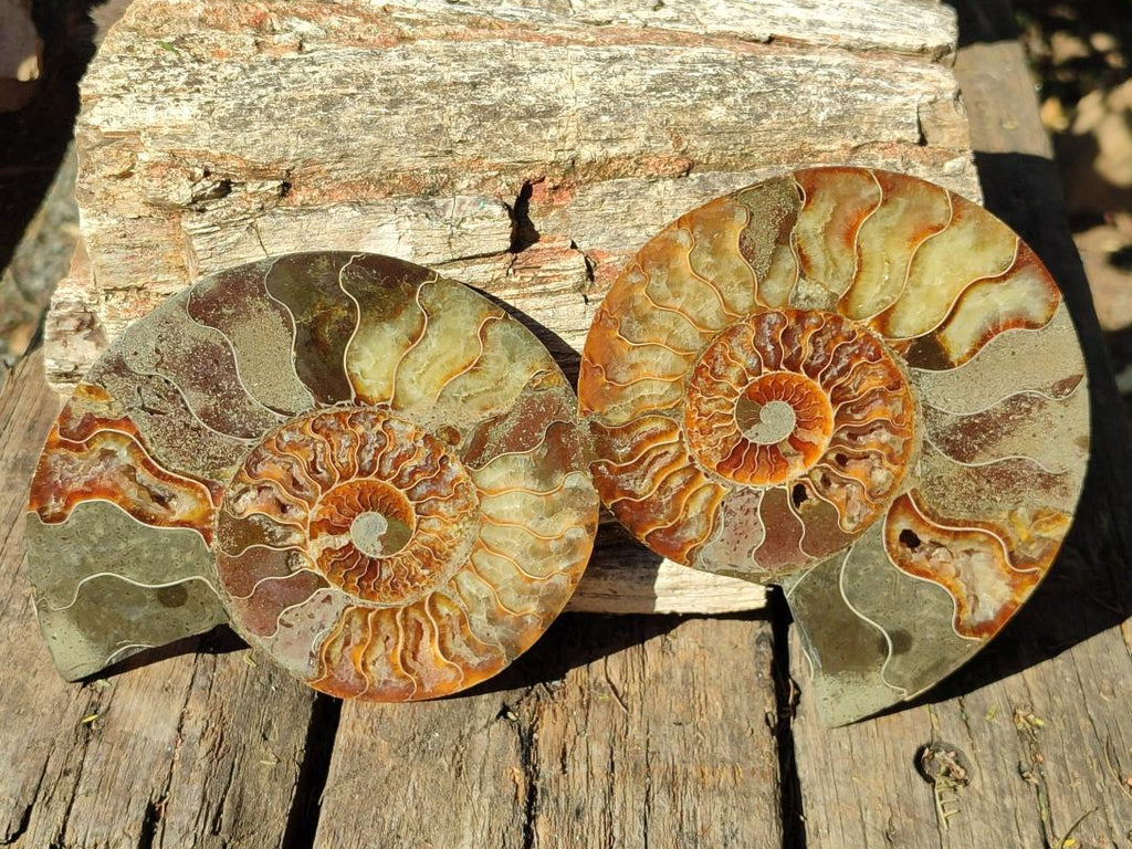 Polished Pair of Cleoniceras Ammonite Fossils with Amber Calcite Segmentation x 1 Pair From Tulear, Madagascar