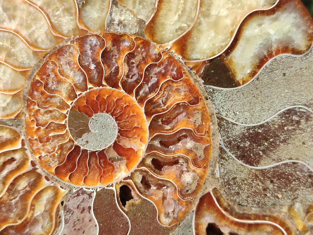 Polished Pair of Cleoniceras Ammonite Fossils with Amber Calcite Segmentation x 1 Pair From Tulear, Madagascar