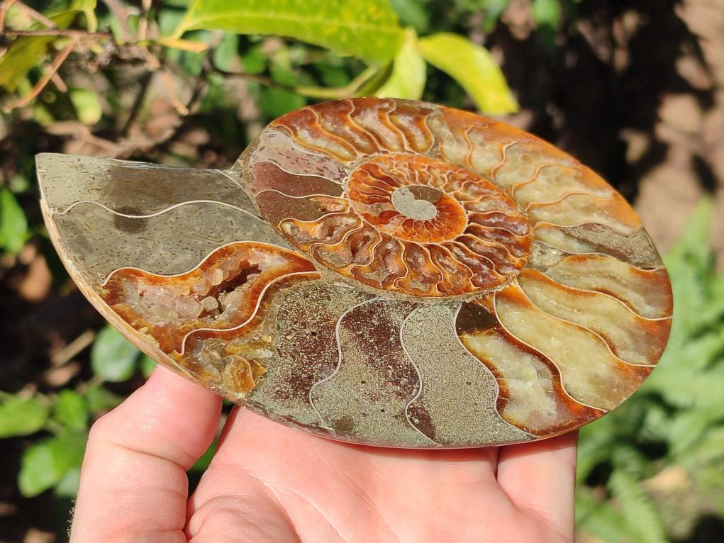 Polished Pair of Cleoniceras Ammonite Fossils with Amber Calcite Segmentation x 1 Pair From Tulear, Madagascar