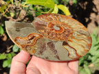 Polished Pair of Cleoniceras Ammonite Fossils with Amber Calcite Segmentation x 1 Pair From Tulear, Madagascar