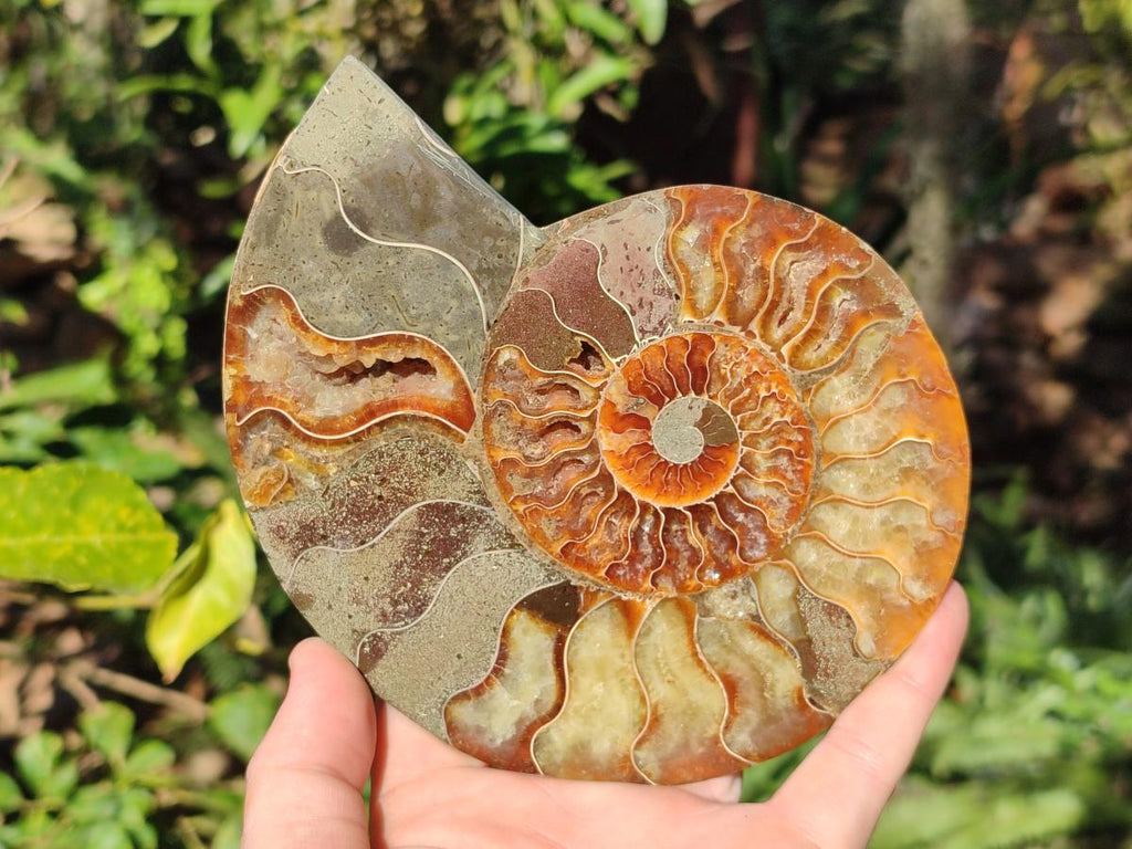 Polished Pair of Cleoniceras Ammonite Fossils with Amber Calcite Segmentation x 1 Pair From Tulear, Madagascar