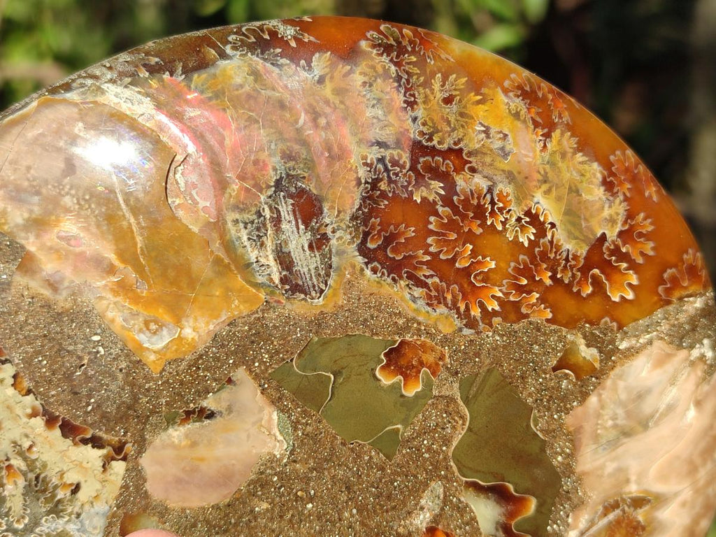 Polished Pair of Cleoniceras Ammonite Fossils with Amber Calcite Segmentation x 1 Pair From Tulear, Madagascar