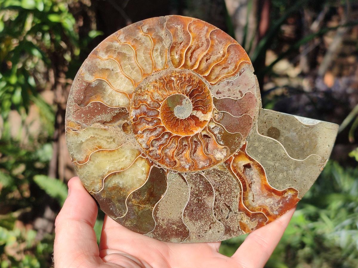 Polished Pair of Cleoniceras Ammonite Fossils with Amber Calcite Segmentation x 1 Pair From Tulear, Madagascar