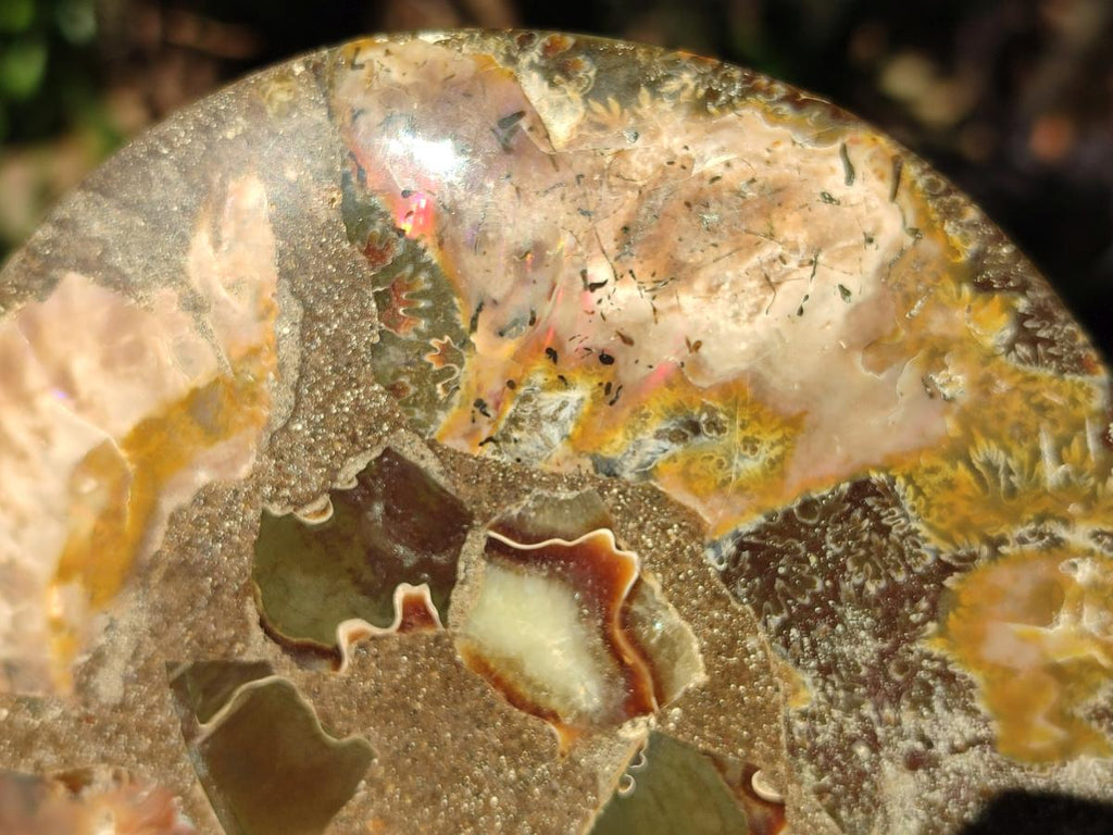 Polished Pair of Cleoniceras Ammonite Fossils with Amber Calcite Segmentation x 1 Pair From Tulear, Madagascar