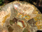 Polished Pair of Cleoniceras Ammonite Fossils with Amber Calcite Segmentation x 1 Pair From Tulear, Madagascar