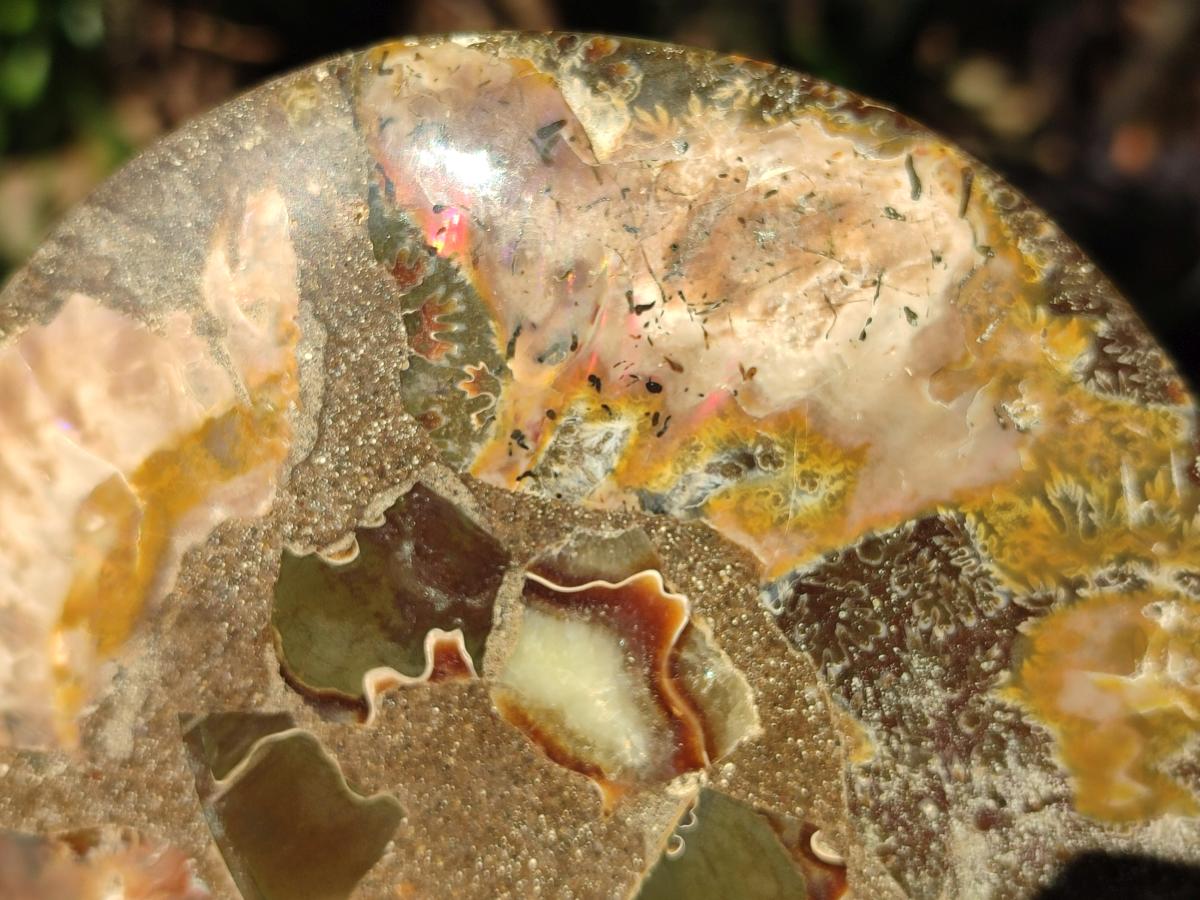 Polished Pair of Cleoniceras Ammonite Fossils with Amber Calcite Segmentation x 1 Pair From Tulear, Madagascar