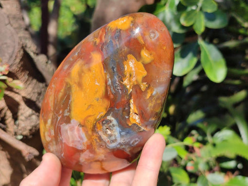 Polished Red Podocarpus Petrified Wood Standing Display Piece x 1 From Mahajanga, Madagascar