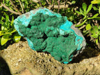 Natural Botryoidal Crystalline Malachite Specimen with Chrysocolla x 1 From Kolwezi, Congo
