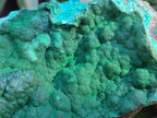 Natural Botryoidal Crystalline Malachite Specimen with Chrysocolla x 1 From Kolwezi, Congo