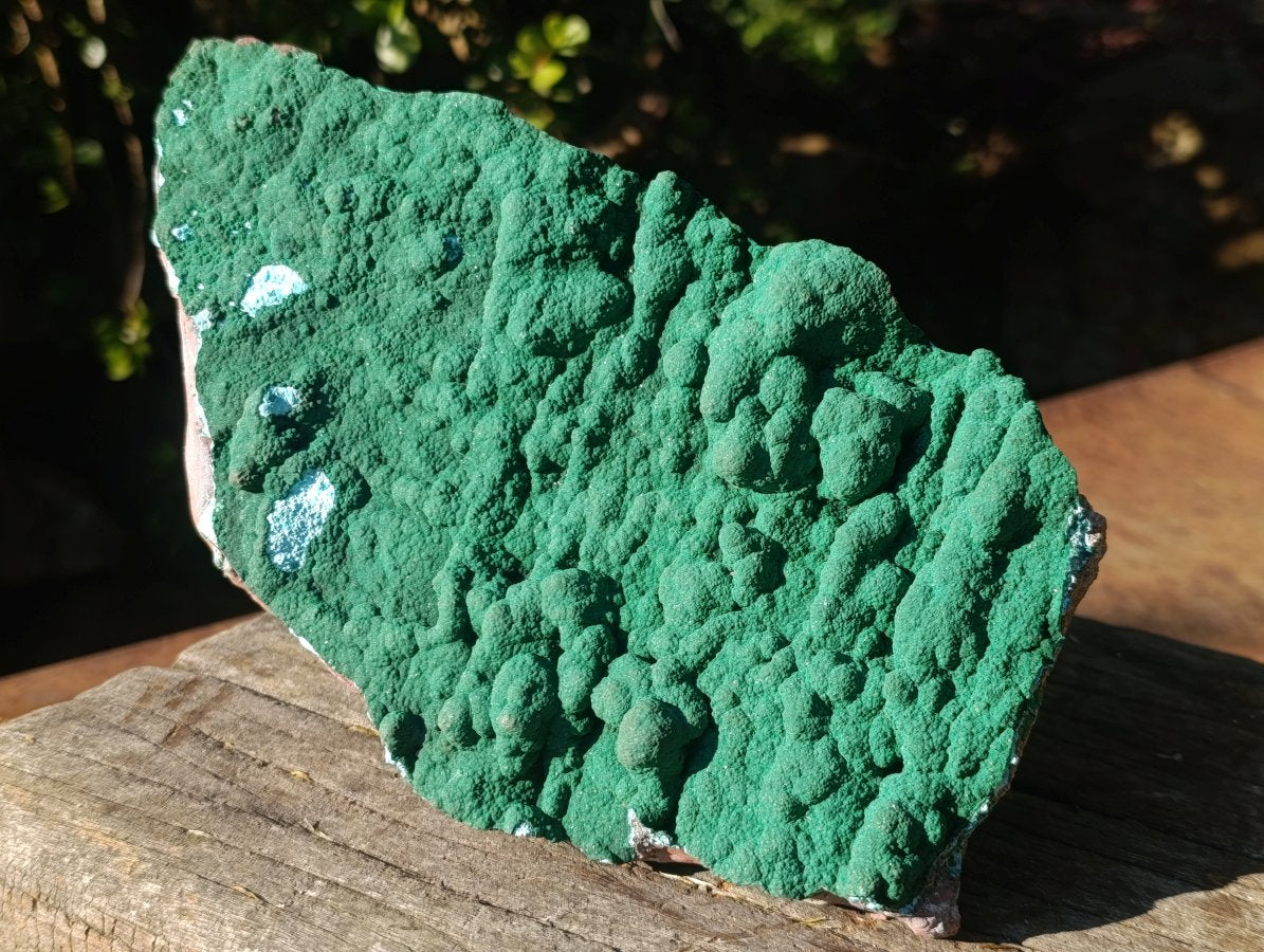 Natural Botryoidal Malachite Crystalline Plate Specimen x 1 From Kolwezi, Congo