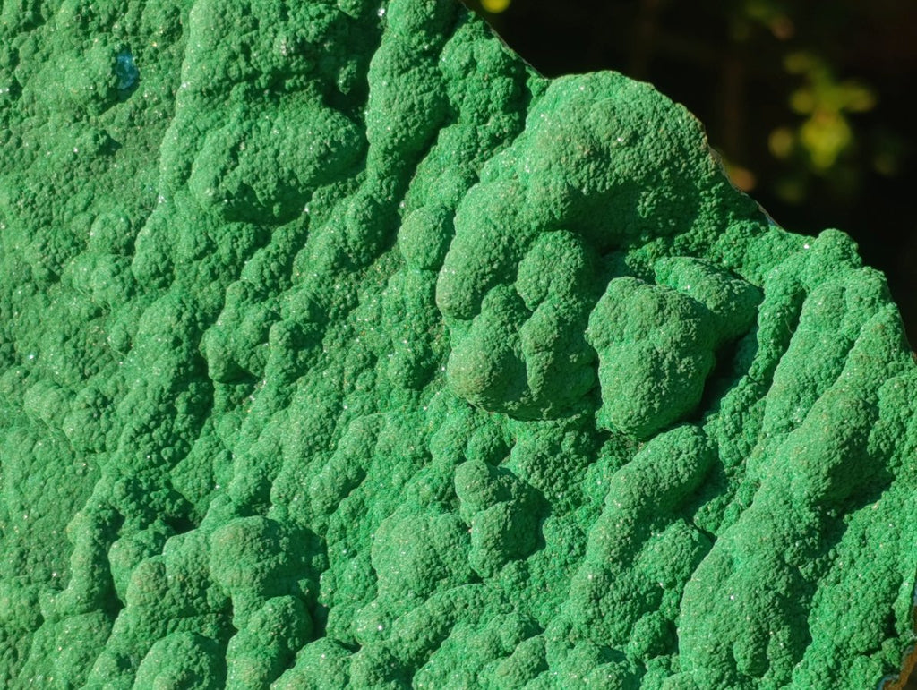 Natural Botryoidal Malachite Crystalline Plate Specimen x 1 From Kolwezi, Congo