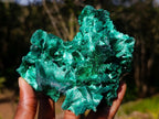 Natural Exquisite Silky Malachite Cabinet Specimen x 1 From Kasompe, Congo