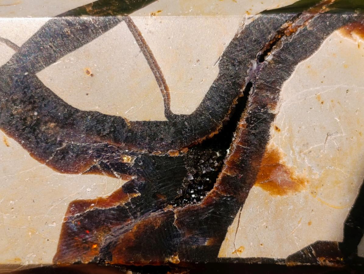 Polished Septerye Sauvage Display Crystal x 1 From Mahajanga, Madagascar