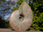 Polished Whole Iridescent Cleoniceras Ammonite Fossil x 1 From Tulear, Madagascar