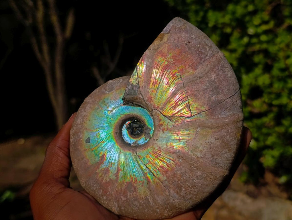 Polished Whole Iridescent Cleoniceras Ammonite Fossil x 1 From Tulear, Madagascar