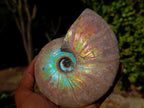 Polished Whole Iridescent Cleoniceras Ammonite Fossil x 1 From Tulear, Madagascar