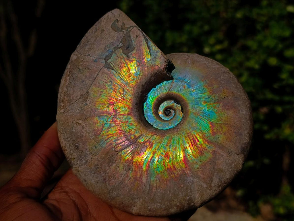 Polished Whole Iridescent Cleoniceras Ammonite Fossil x 1 From Tulear, Madagascar