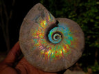 Polished Whole Iridescent Cleoniceras Ammonite Fossil x 1 From Tulear, Madagascar