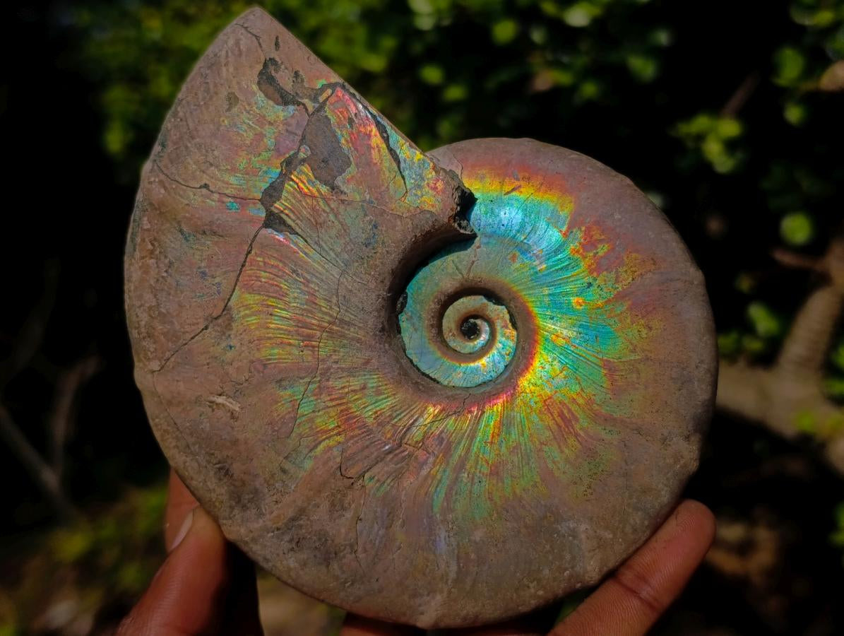 Polished Whole Iridescent Cleoniceras Ammonite Fossil x 1 From Tulear, Madagascar