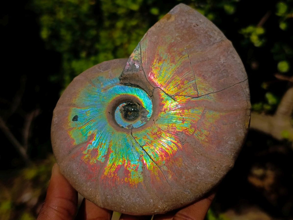 Polished Whole Iridescent Cleoniceras Ammonite Fossil x 1 From Tulear, Madagascar