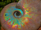 Polished Whole Iridescent Cleoniceras Ammonite Fossil x 1 From Tulear, Madagascar