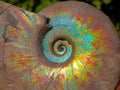 Polished Whole Iridescent Cleoniceras Ammonite Fossil x 1 From Tulear, Madagascar