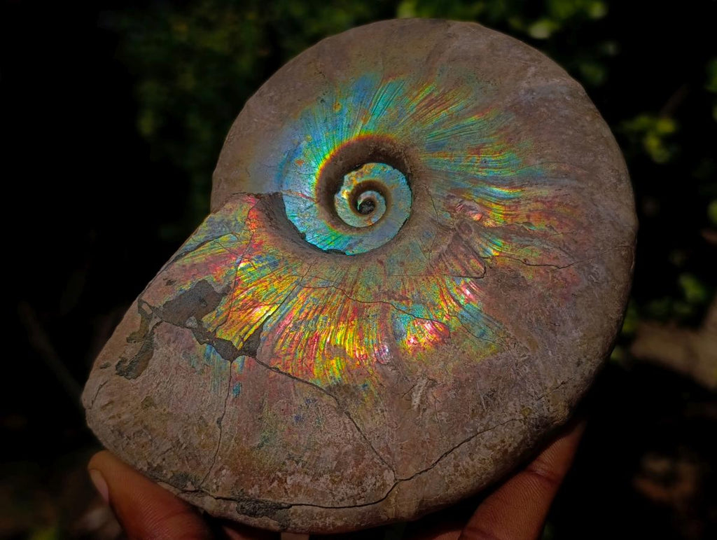 Polished Whole Iridescent Cleoniceras Ammonite Fossil x 1 From Tulear, Madagascar