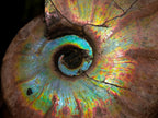 Polished Whole Iridescent Cleoniceras Ammonite Fossil x 1 From Tulear, Madagascar