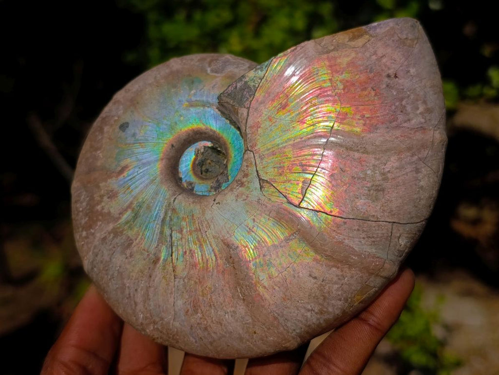 Polished Whole Iridescent Cleoniceras Ammonite Fossil x 1 From Tulear, Madagascar